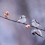 کاربر توسینسو