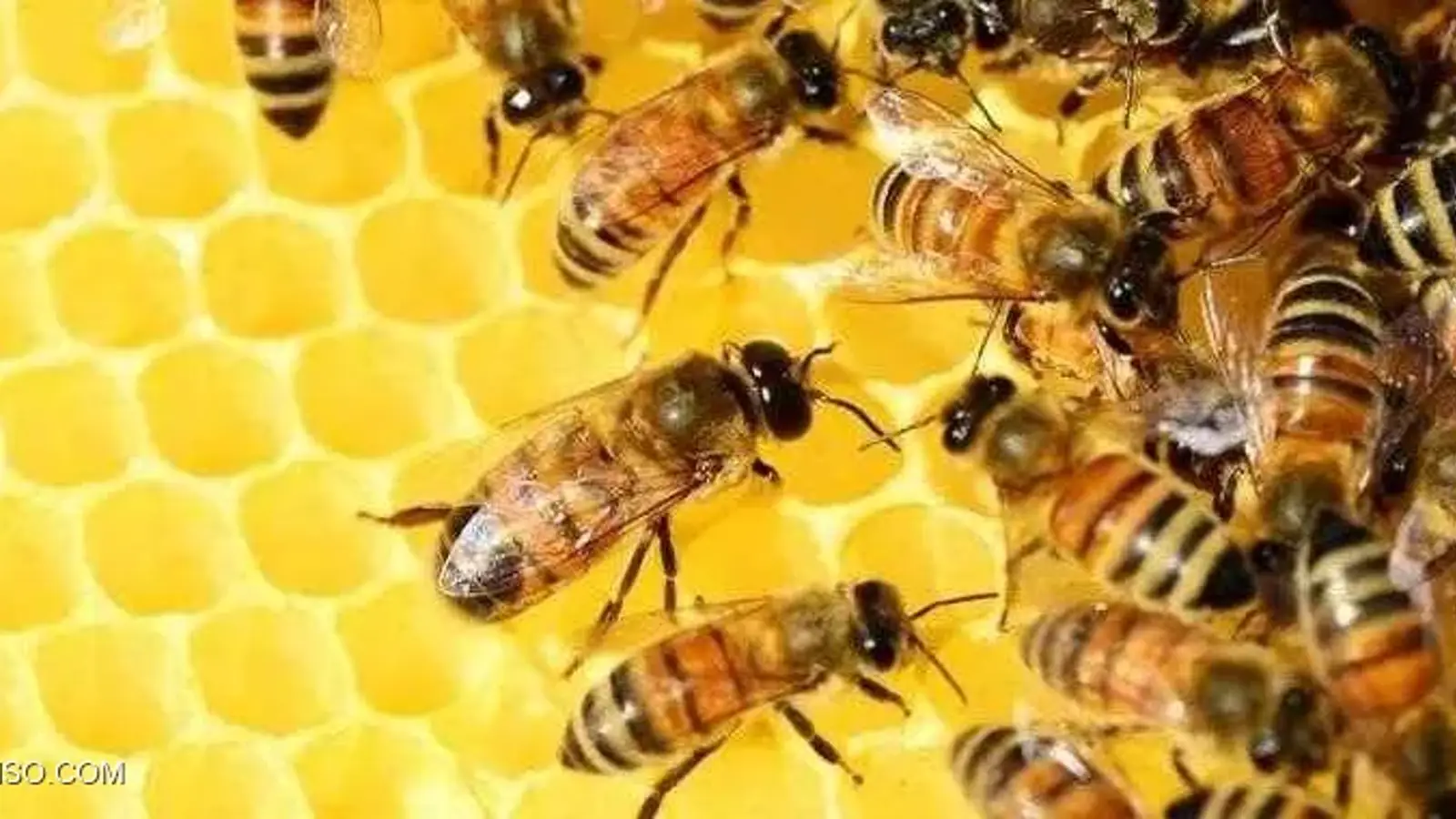 معرفی الگوریتم Honey Bee و کاربرد آن در بهینه سازی