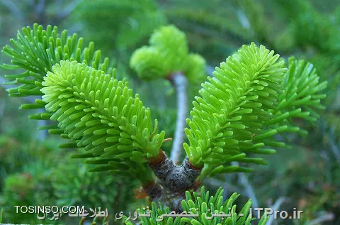 وب سایت توسینسو