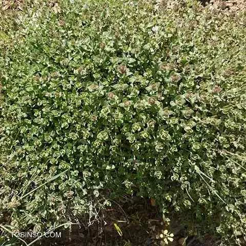 خواص کاکوتی کهلیک اوتی یا چای کوهی