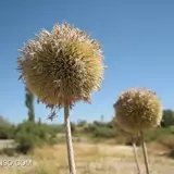جلال محسن آبادی