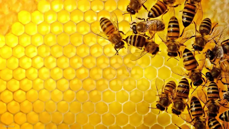 هانی پات چیست؟ هانی نت چیست؟ بررسی تفاوت Honeypot و Honeynet