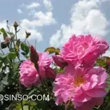 نسترن موحدی