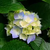 حمیدرضا رضایی