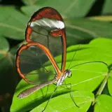 شكوفه شاهی
