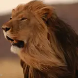 کاربر توسینسو
