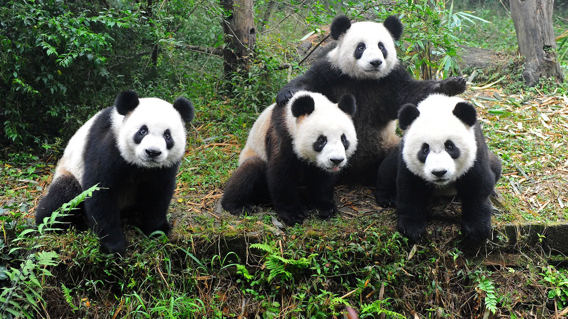 الگوریتم پاندای گوگل | Google Panda چیست؟