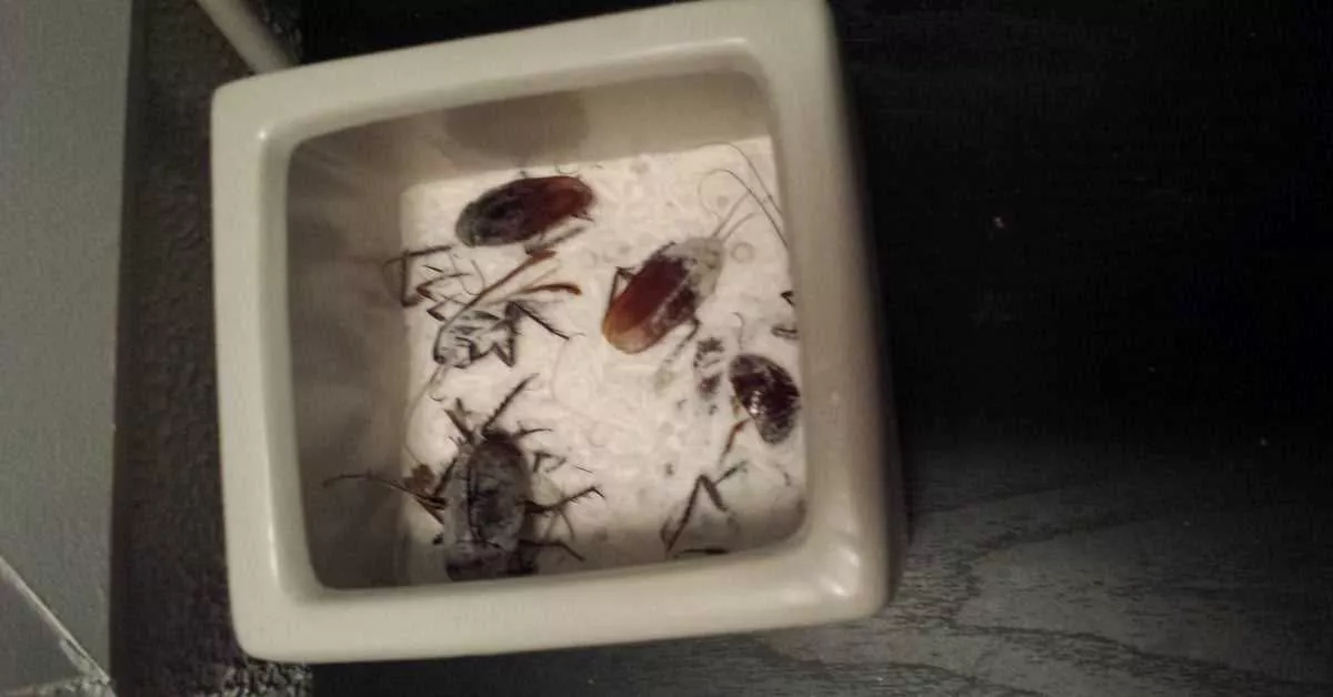 2- استفاده از مخلوط شکر و جوش شیرین برای دفع سوسک
