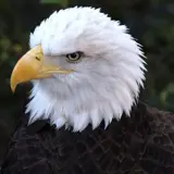 پیمان