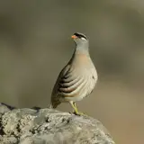 ناصر ارجمندزاده