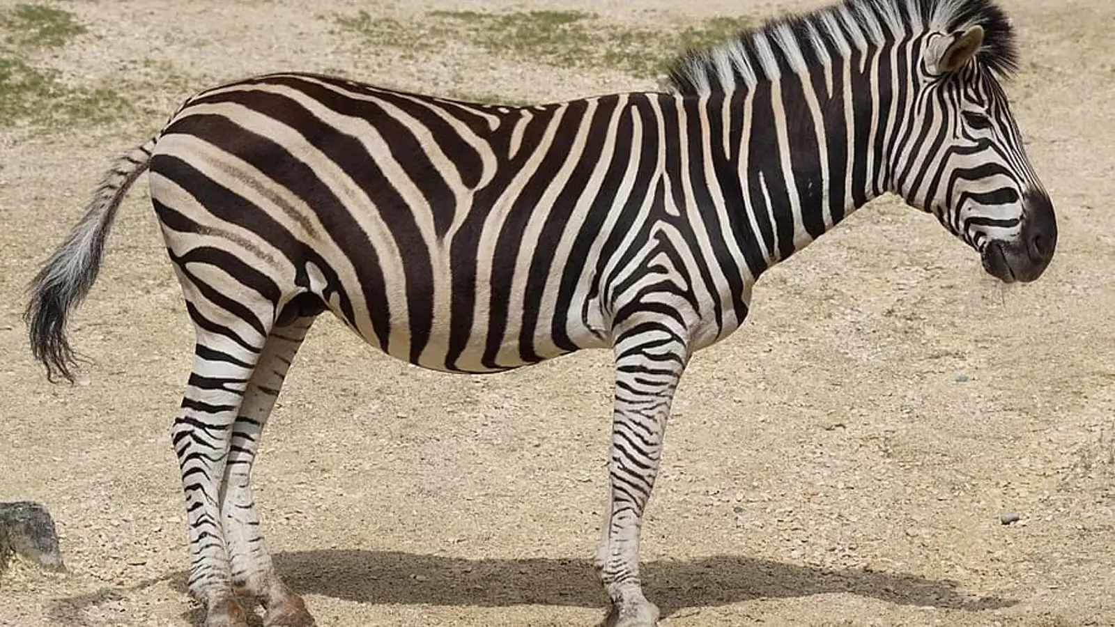 آموزش تبدیل لینوکس به روتر سیسکو با Quagga 