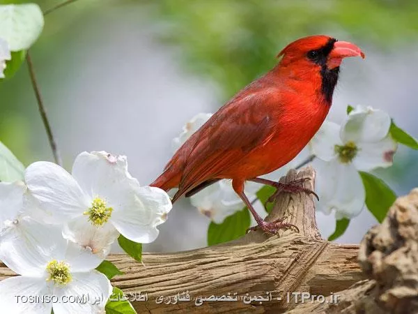 سلام، شما برای ایجاد تغییر گرافیکی در متون می بایست ابتدا آنها را از حالت Text به Smart Object  تبدیل نمائید که با راست کلیک نمودن بر روی لایه متن در فتوشاپ و انتخاب گزینه Convert to Smart Object میسر می باشد و سپس در صورت اشنائی با ابزارهای فتوشاپ قادر به ایجاد تغییر در آن خواهید بود.
برای ایجاد تغییر در تصویر مذکور نیز روشهای مختلفی وجود دارد مثلاً شما براحتی می توانید با استفاده از ابزار Clone Stamp Tool تغییری را که مد نظر دارید با سلیقه خود بر روی قسمتی از تصویر پیاده سازی نمائید به نحوی که به سایر قسمتهای تصویر خدشه ای وارد نشود همانند تصویر زیر:

||http://graphic.tosinso.com/files/get/5f345bee-42f4-492e-b3c0-7dd87f801c9e||