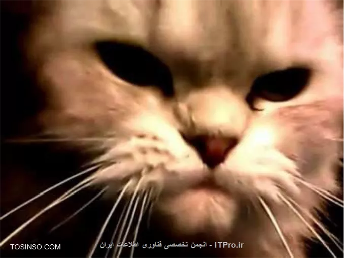 وب سایت توسینسو