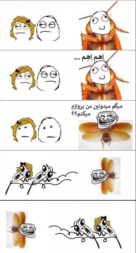 سوسک بالدار