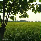 کاربر توسینسو
