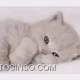 کاربر توسینسو