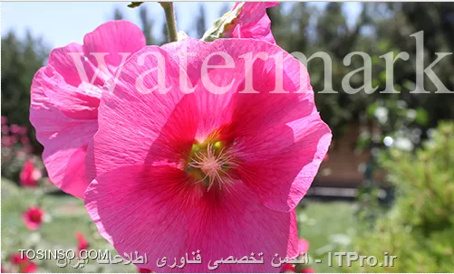 وب سایت توسینسو