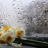 کاربر توسینسو