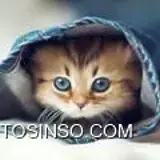 محدثه  رحیمی