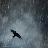 کاربر توسینسو
