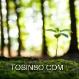 کاربر توسینسو