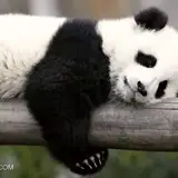 ..... .....