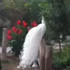 عاطفه حقیقت خواه