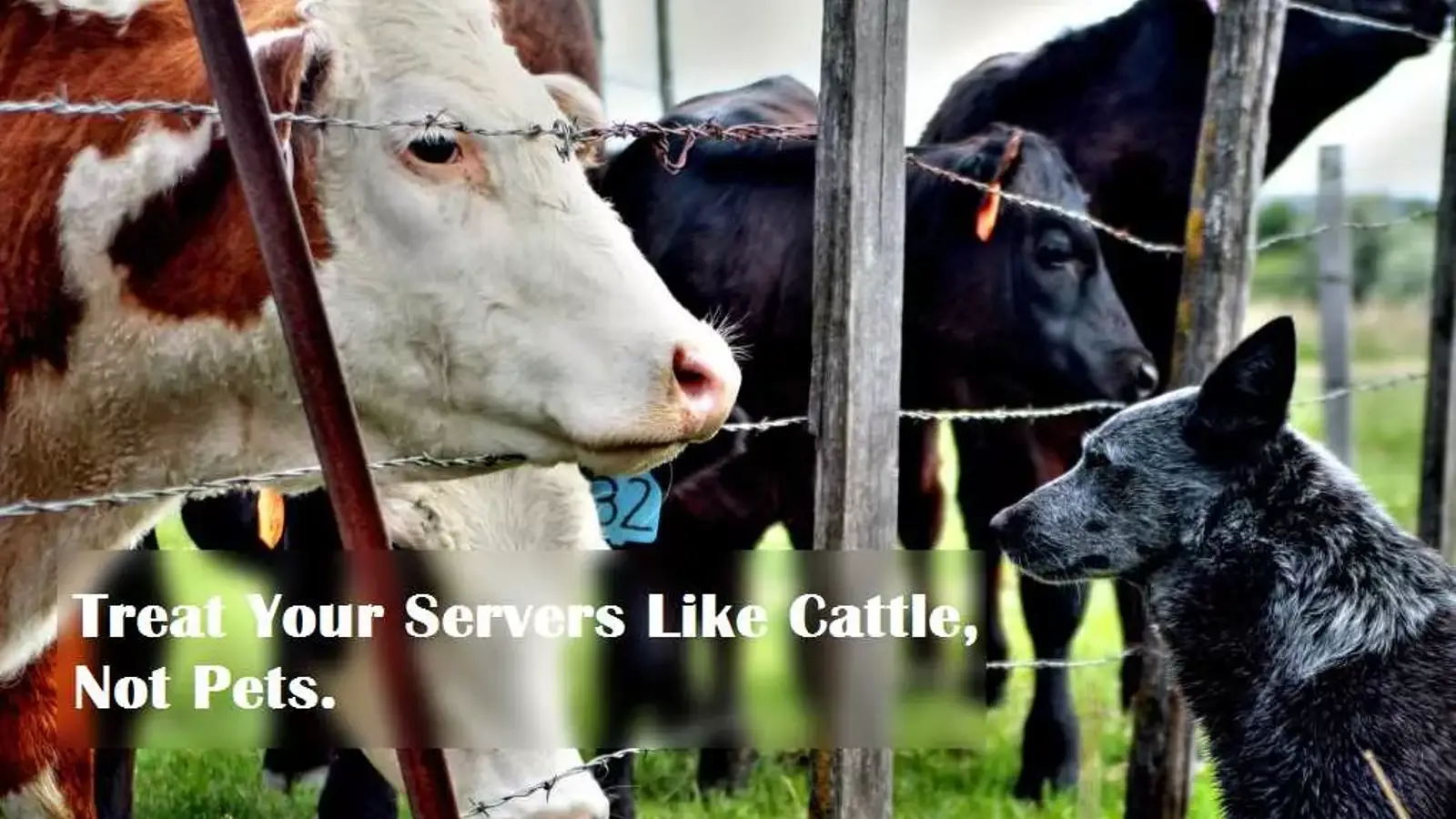 با سرورهای خود مثل گله گاو رفتار کنید نه حیوان خانگی