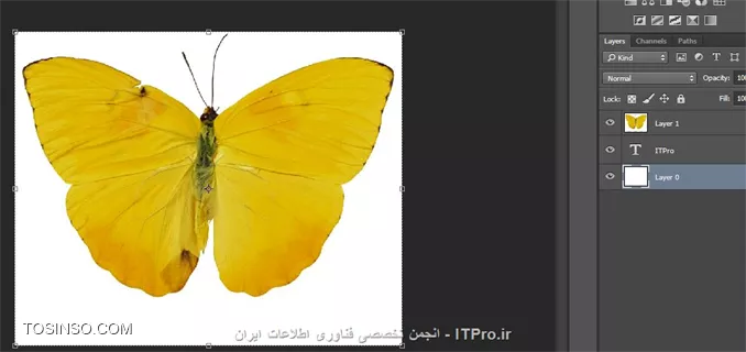 وب سایت توسینسو