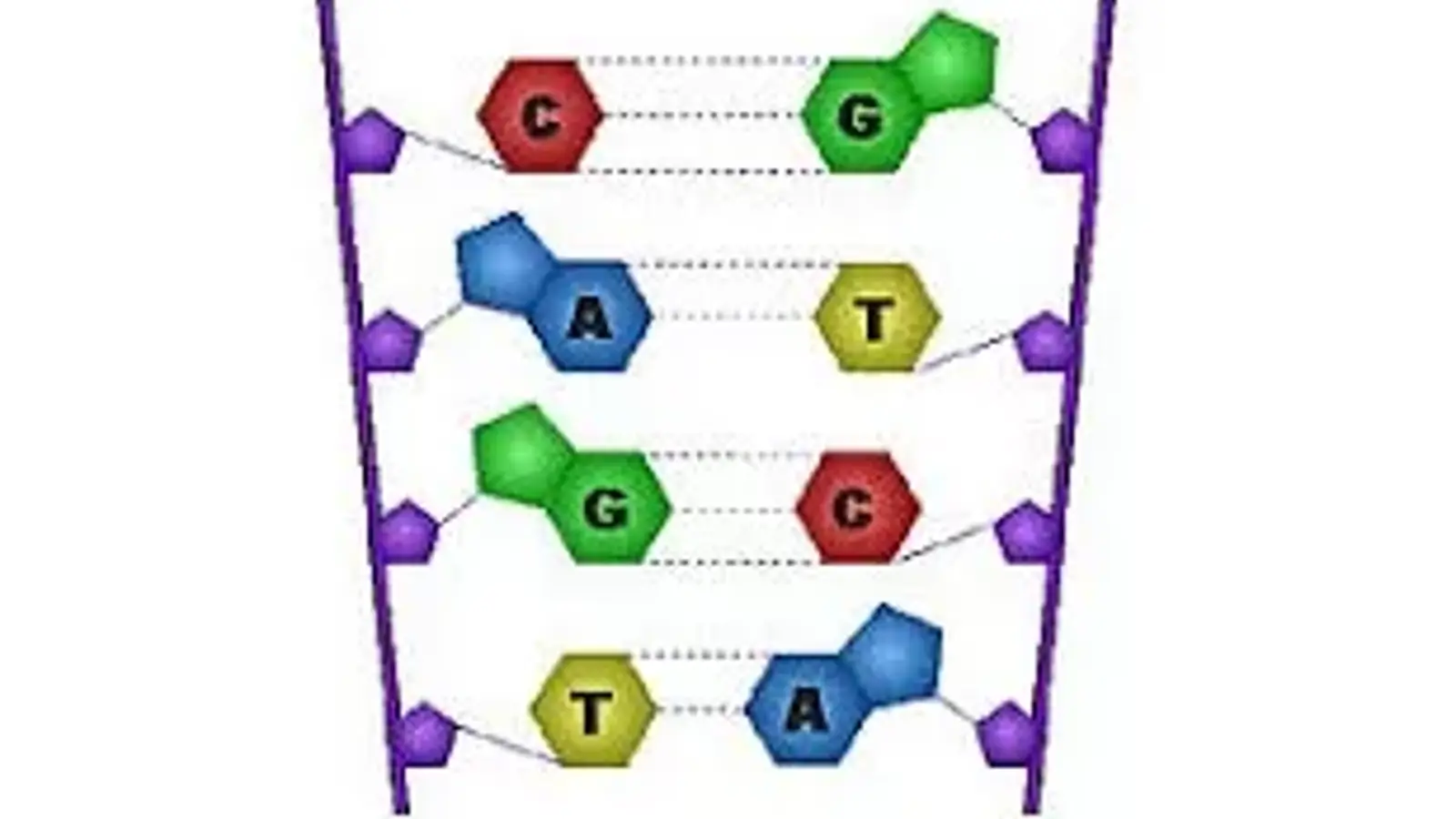 چه مقدار اطلاعات در DNA انسان قابل ذخیره سازی است؟