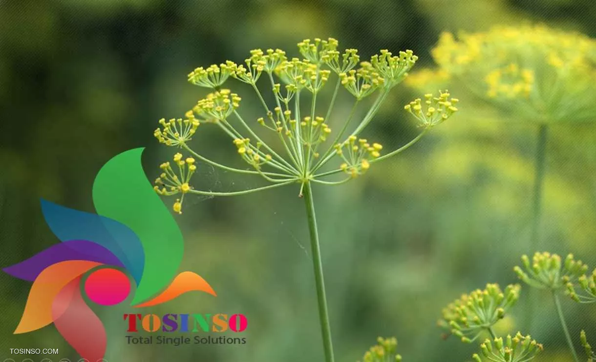 TOSINSO