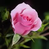 کاربر توسینسو