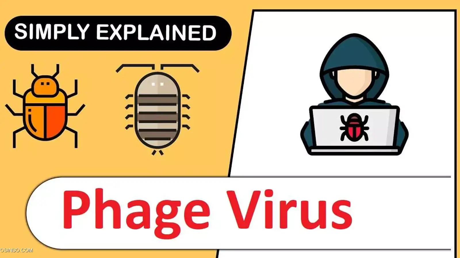 ویروس فاژ چیست؟ معرفی Phage Virus به زبان ساده