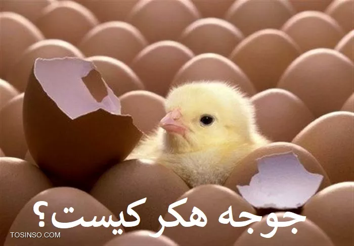 چگونه هکر شویم : جوجه هکر چیست