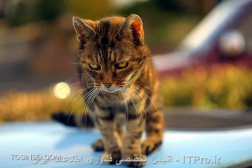 وب سایت توسینسو