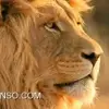 حسین